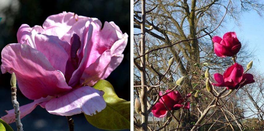 Le Magnolia Felix Jury et ses couleurs chatoyantes