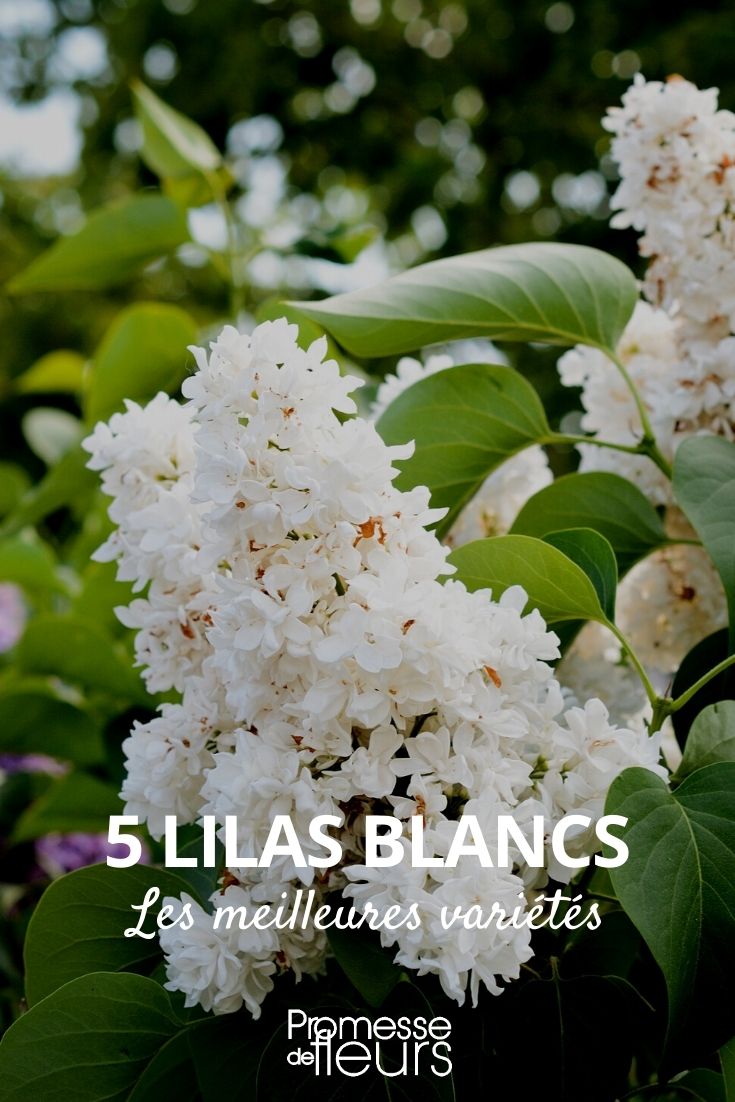 5 lilas blancs