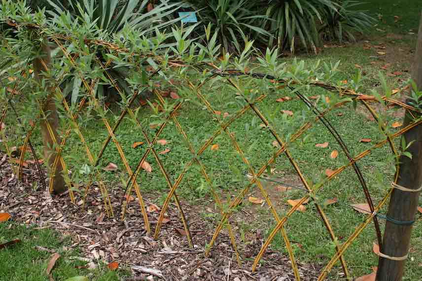 Un jardin resplendissant avec l’osier vivant