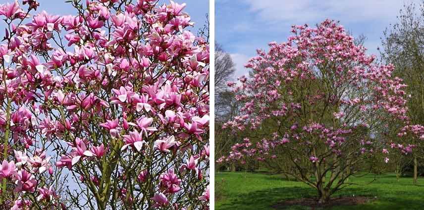 Un Magnolia Star Wars fait toujours son effet au jardin