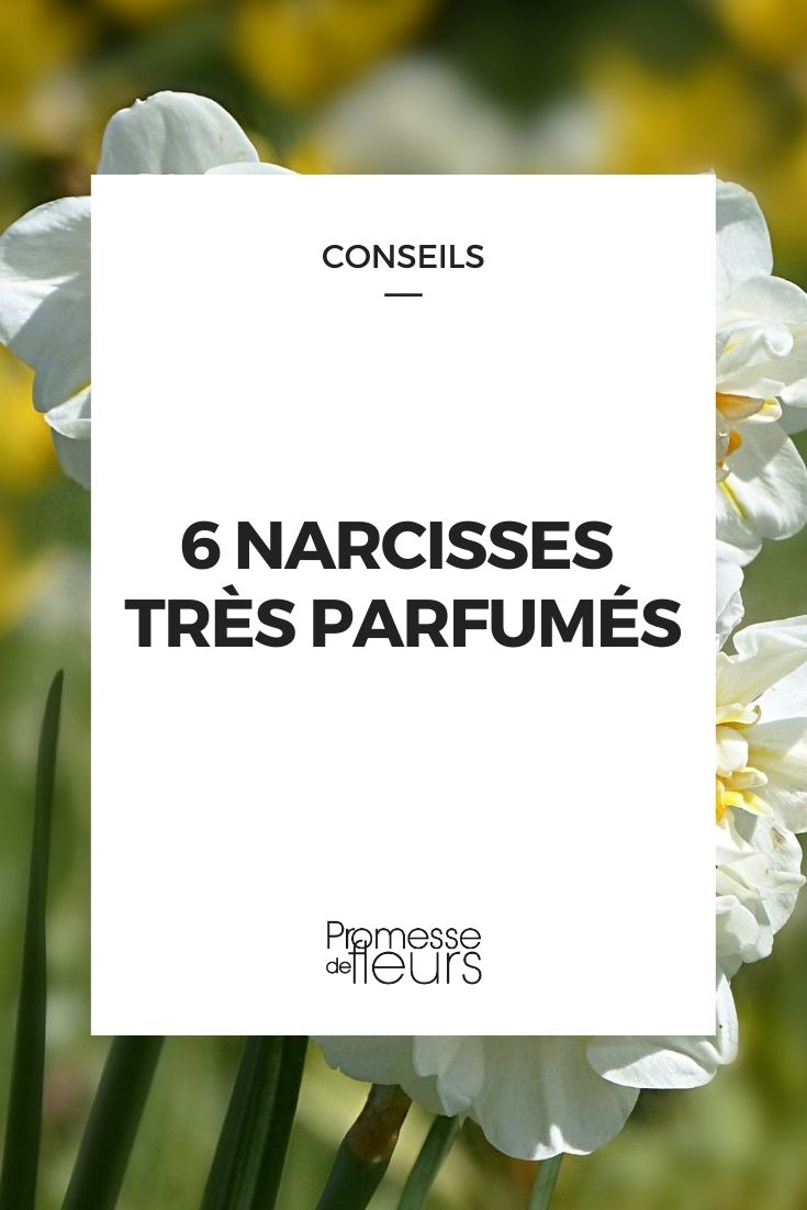 6 variétés de narcisses très parfumées - Promesse de Fleurs