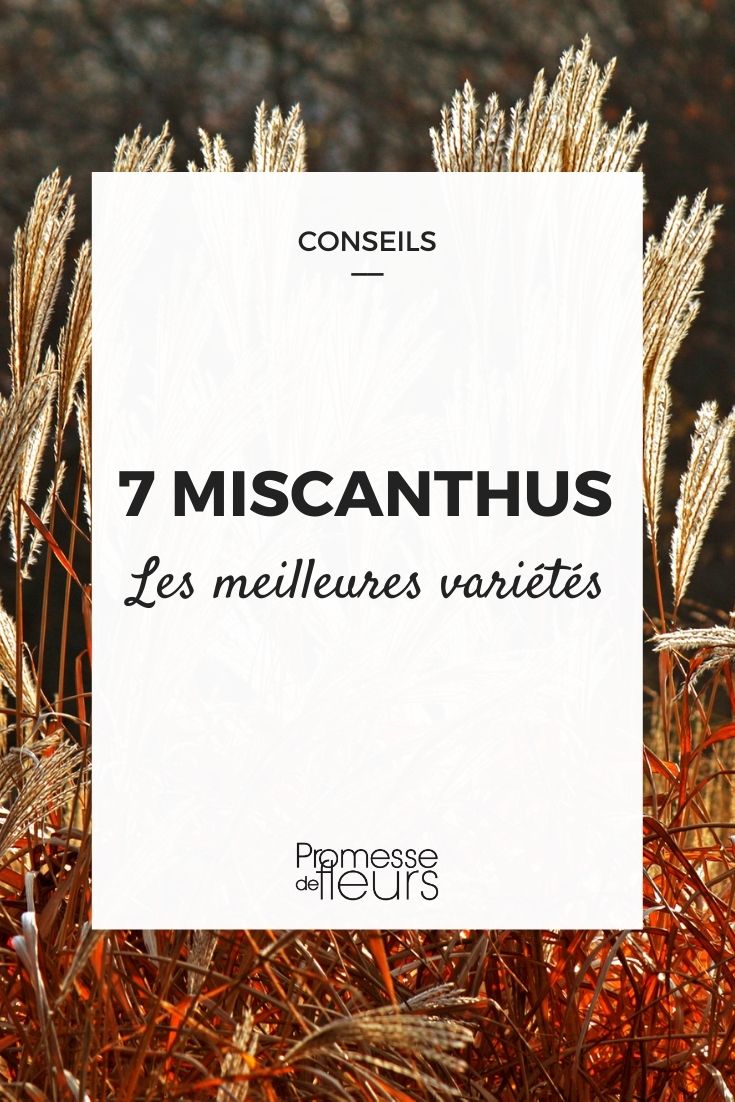 7 miscanthus