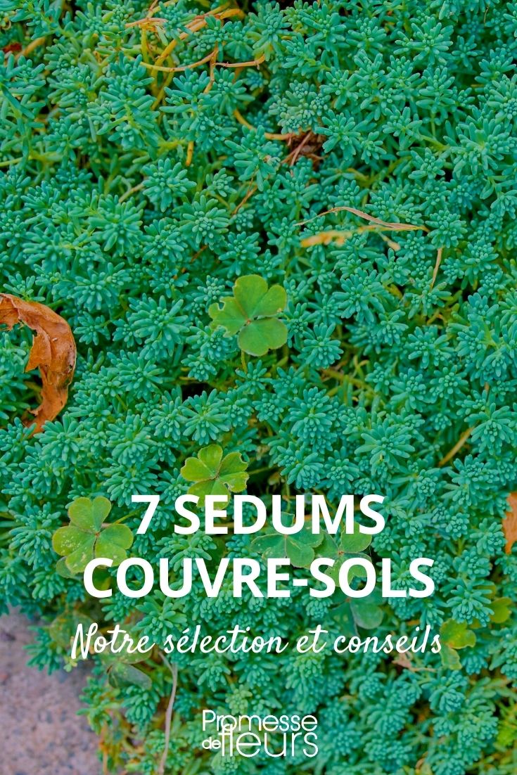 Sedum : 7 espèces et variétés couvre-sols - Promesse de Fleurs