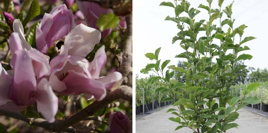 De belles fleurs pendant plusieurs mois avec le Magnolia George Henry Kern