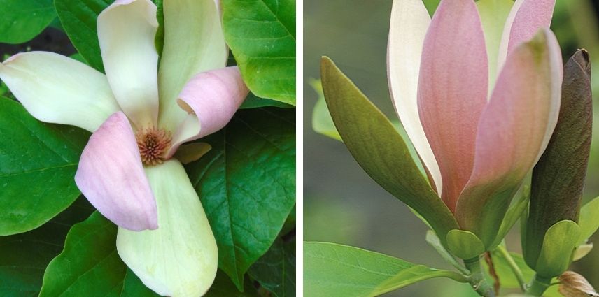Le Magnolia Eva Maria, un pastel ravissant
