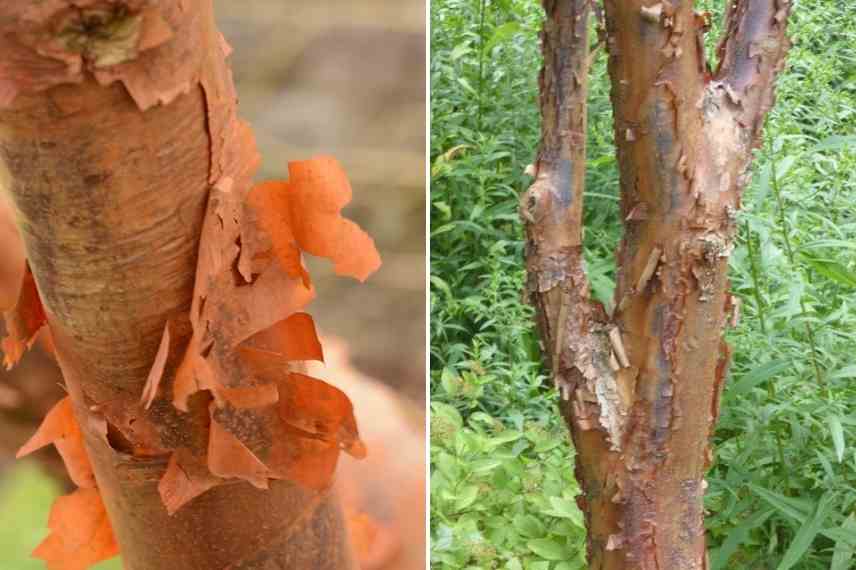 les plus belles ecorces, ecorces remarquables, Erables ecorces, erable cannelle, arbre cannelle