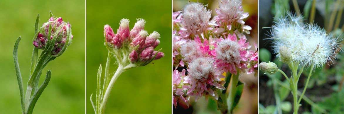 La floraison de l'Antennaria, ou pied-de-chat