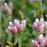 Antennaria : planter, cultiver et entretenir