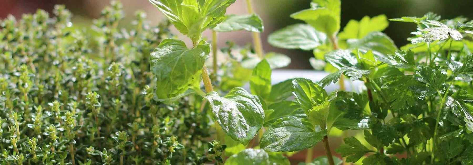 Plantes d'intérieur : 7 outils indispensables à avoir