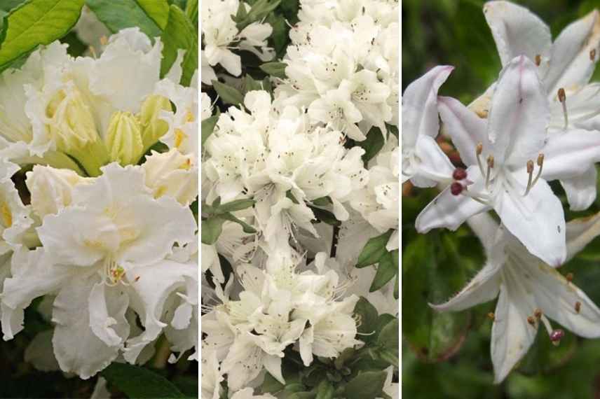 Choisir une azalee, guide achat azalee, coloris fleurs azalees, azalee blanche