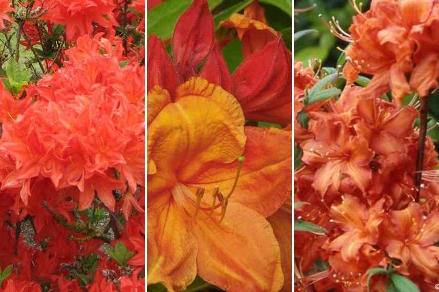 Choisir une azalee, guide achat azalee, coloris fleurs azalees, azalee orange