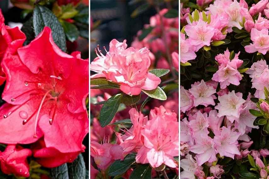 Choisir une azalee, guide achat azalee, coloris fleurs azalees, azalee rose