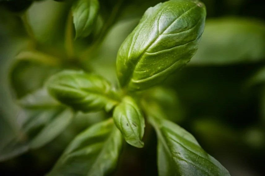 Le basilic : une aromatique utilisée depuis l’Antiquité