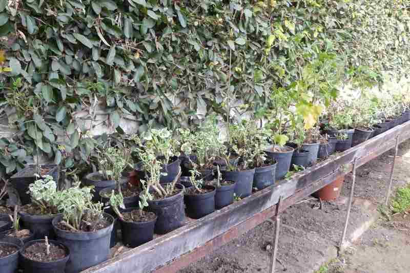 comment faire des boutures de pelargoniums odorants lierre zonale