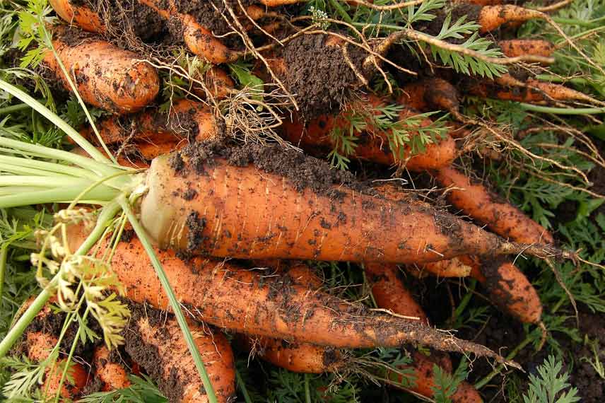Les carottes : un légume racine populaire avec une bonne rusticité