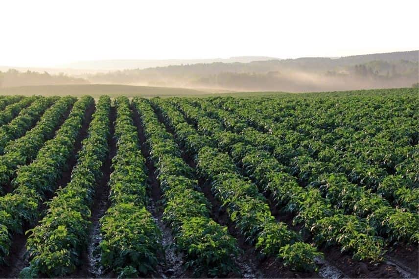 Buttes de pommes de terre