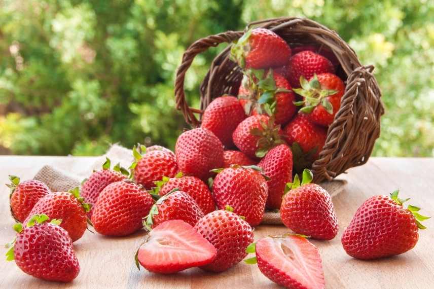Choisir un fraisier