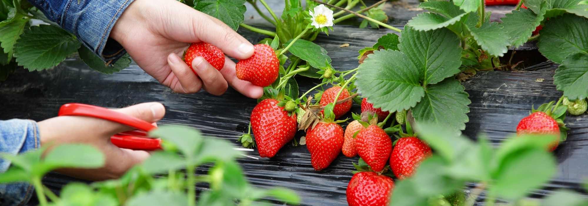 Choisir des fraisiers