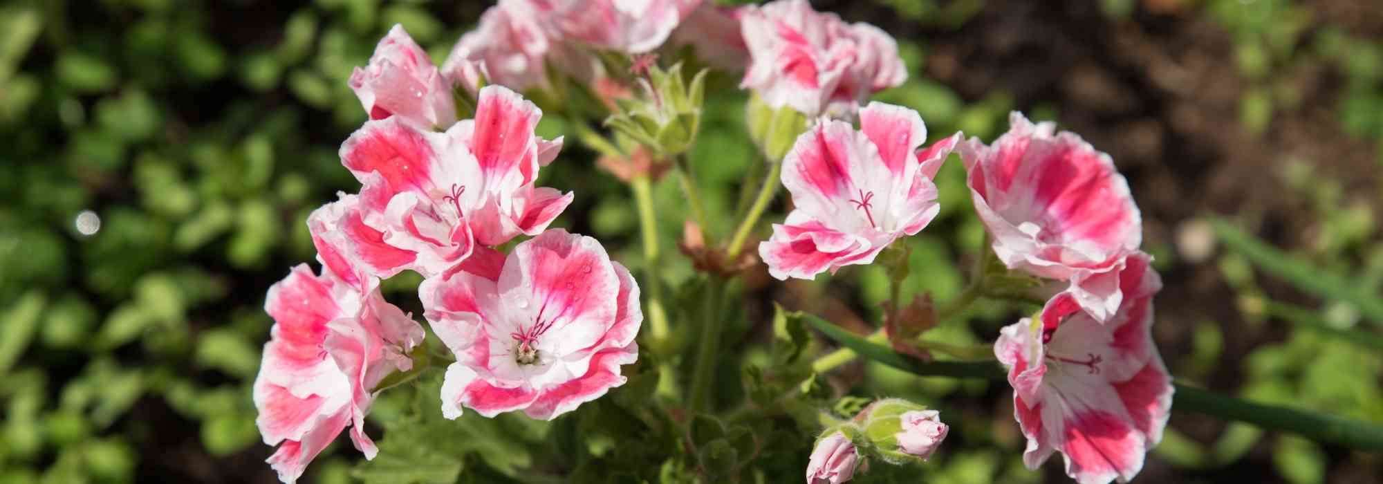 Choisir un pélargonium