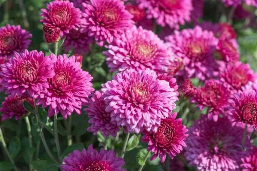 Cultiver chrysantemes en pot, marguerites d'automne