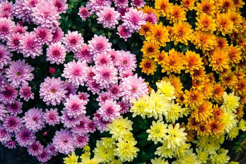 Cultiver chrysantemes en pot, marguerites d'automne