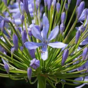 Semer des agapanthes