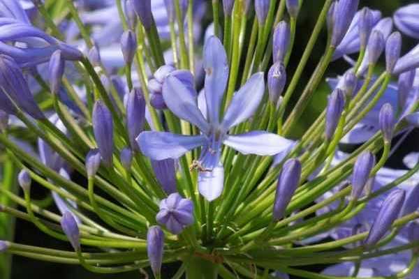 Semer des agapanthes