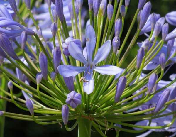 Semer des agapanthes