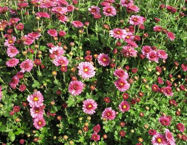 Comment semer le chrysanthème ?