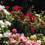6 conseils pour créer un beau massif de roses