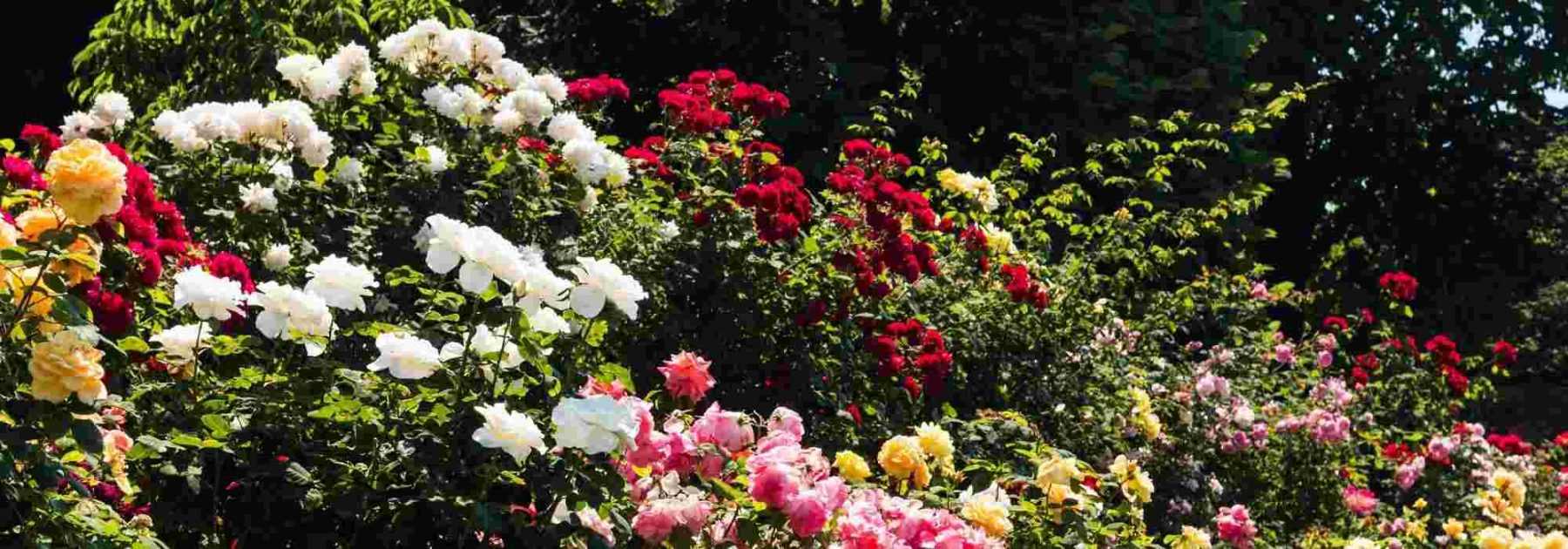 6 conseils pour créer un beau massif de roses