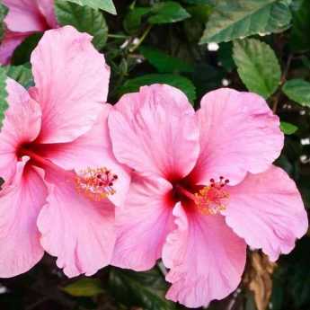 Cultiver un hibiscus en pot 