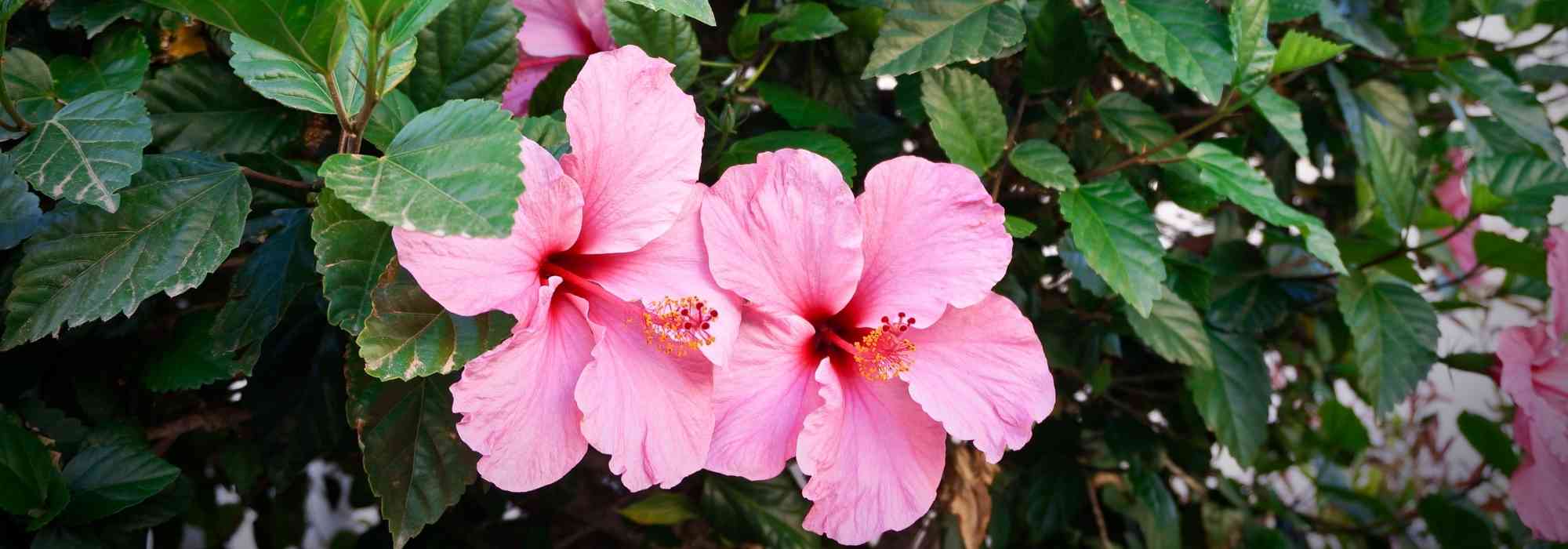 Cultiver un hibiscus en pot 