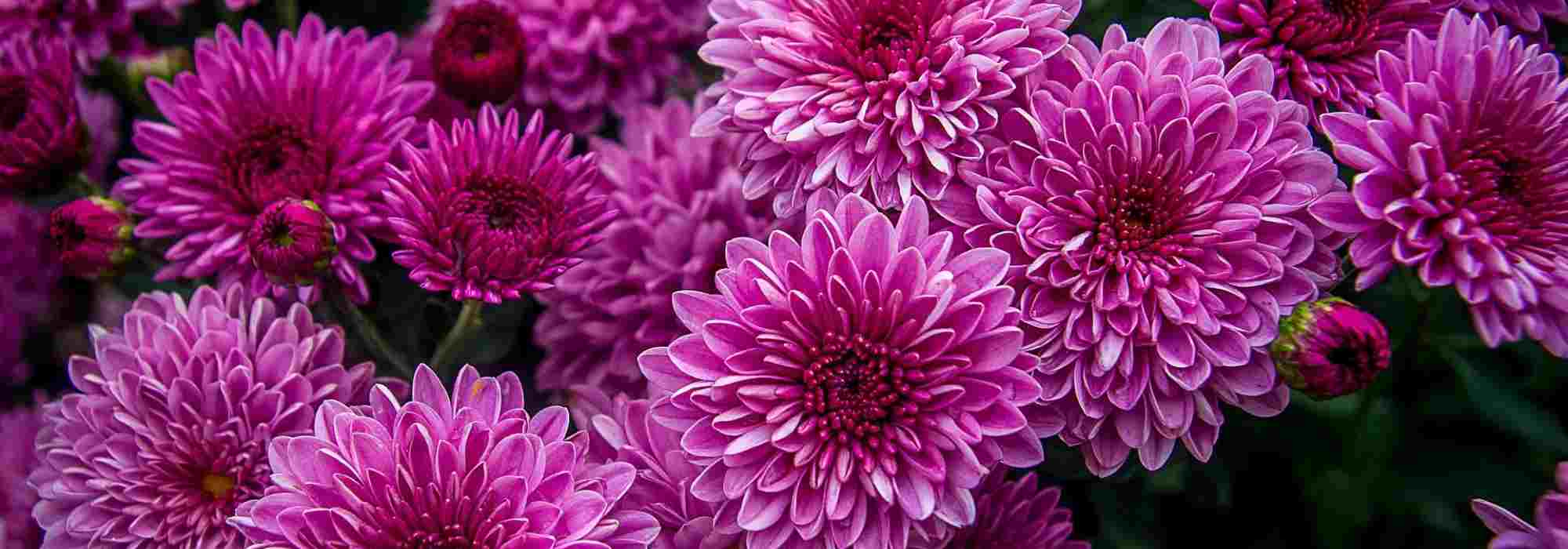 Chrysanth mes Des Fleurs D automne Red couvrir Blog Promesse De Chrysanth mes Des Fleurs D automne Red couvrir Blog Promesse De
