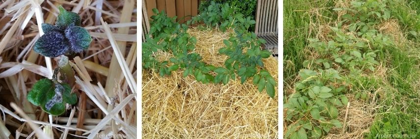 Pommes de terre sous mulch