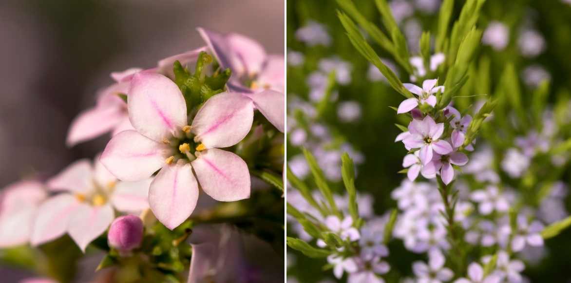 Diosma hirsuta, Diosmé hirsute, plante du pêcheur