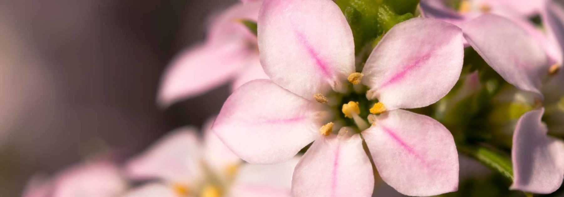 Diosma hirsuta : planter, cultiver et entretenir