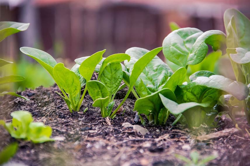 L’épinard : un légume feuille très rustique