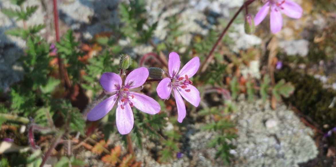 Erodiums, Becs de grue, Geranium