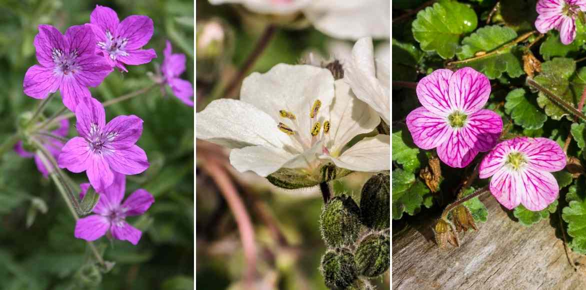 Erodiums, Becs de grue, Geranium