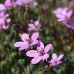 Erodium, Bec de Grue : plantation, culture et entretien