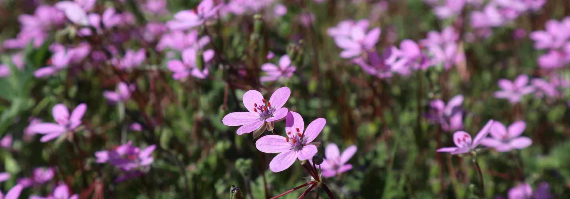 Erodium, Bec de Grue : plantation, culture et entretien