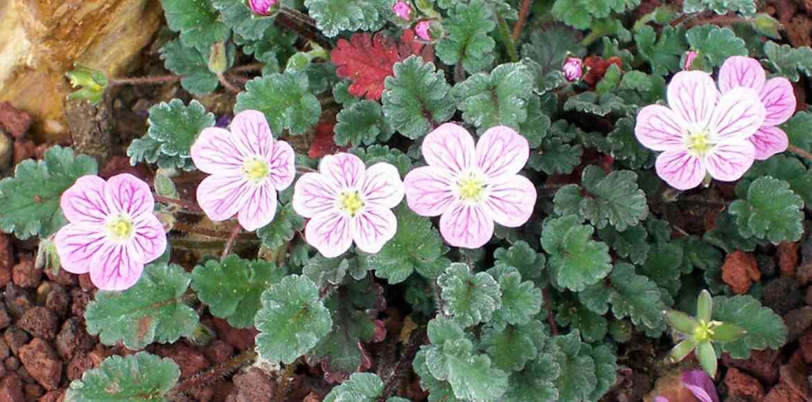 Erodiums, Becs de grue, Geranium