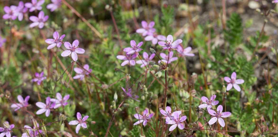 Erodiums, Becs de grue, Geranium