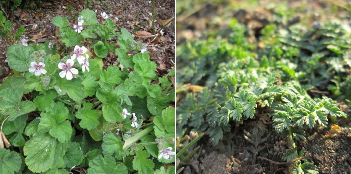 Erodiums, Becs de grue, Geranium