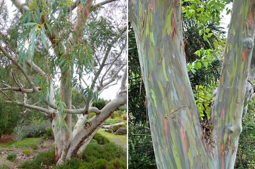 les plus belles ecorces, ecorces remarquables, Eucalyptus ecorces,