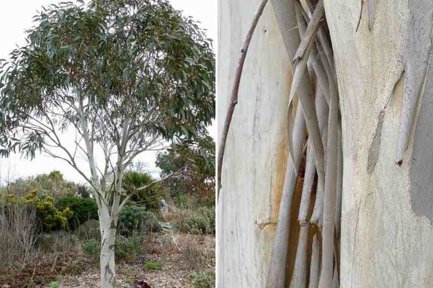 les plus belles ecorces, ecorces remarquables, Eucalyptus ecorces,