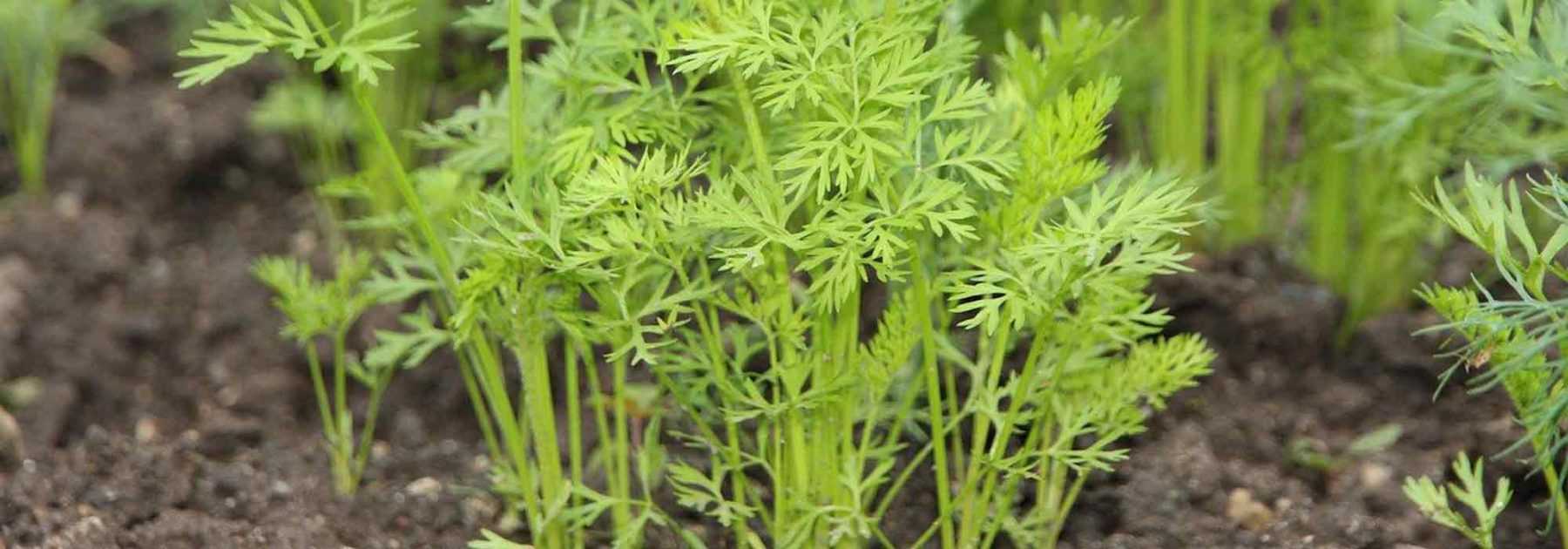 Les fanes de légumes