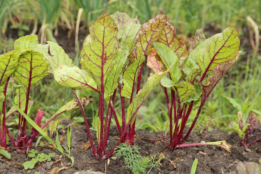 Fanes de légumes, qu'est-ce que c'est ?