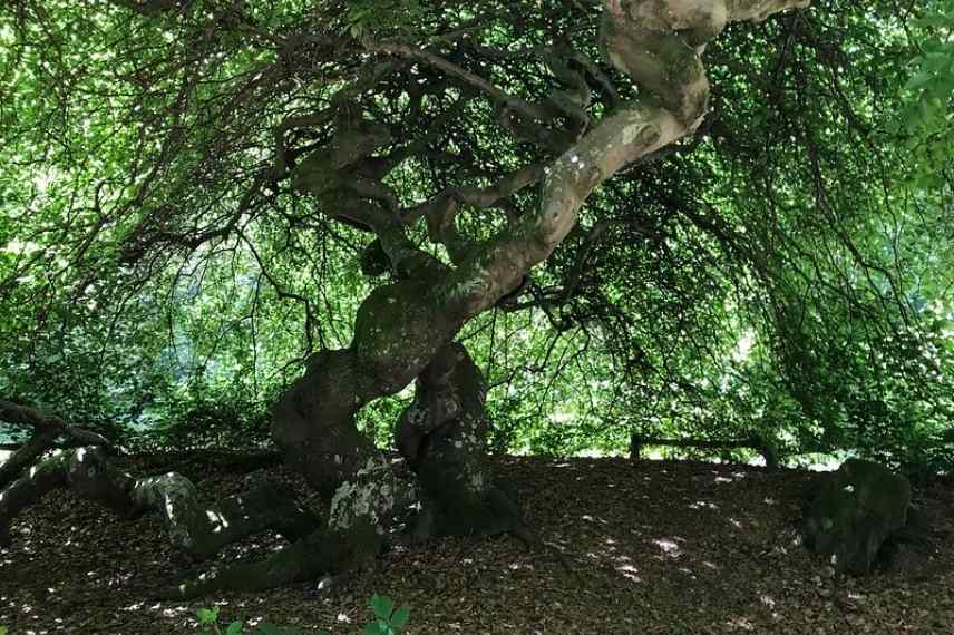 Arbres et arbustes tortueux